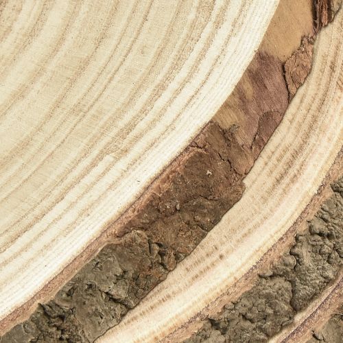 Floristik24 Discos de madera disco de árbol Paulownia natural Ø26-28cm 3uds