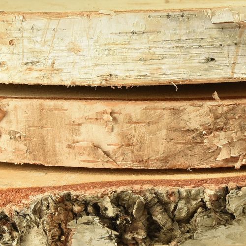 Floristik24 Discos de madera madera de abedul con corteza discos de árbol Ø20-22cm 3 piezas