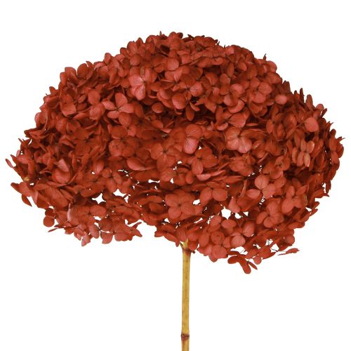 Floristik24 Hortensia Flores Secas Preservadas Roja Ø20cm L50-60cm