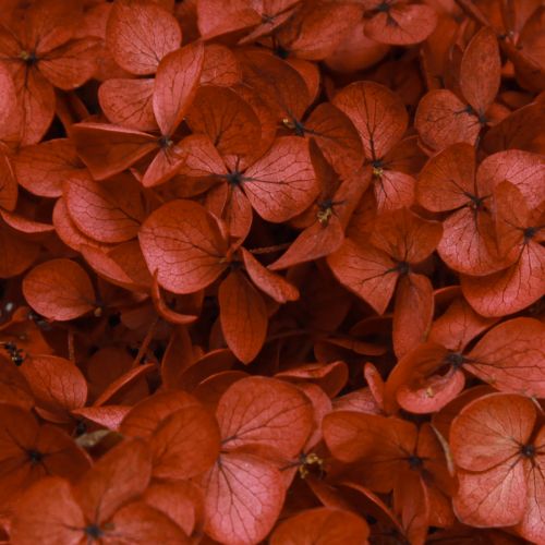 Floristik24 Hortensia Flores Secas Preservadas Roja Ø20cm L50-60cm