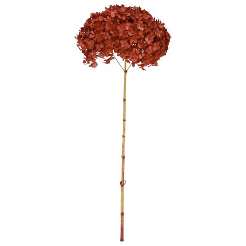 Floristik24 Hortensia Flores Secas Preservadas Roja Ø20cm L50-60cm