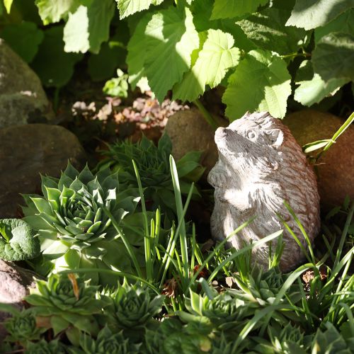 Figura decorativa otoñal de erizo de piedra fundida blanca lavada H14,5cm