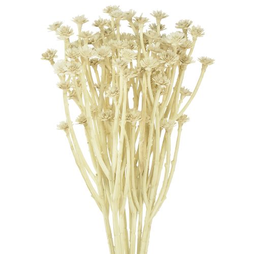 Floristik24 Hierba de curry artificial blanco beige L28cm 12 piezas 1 manojo