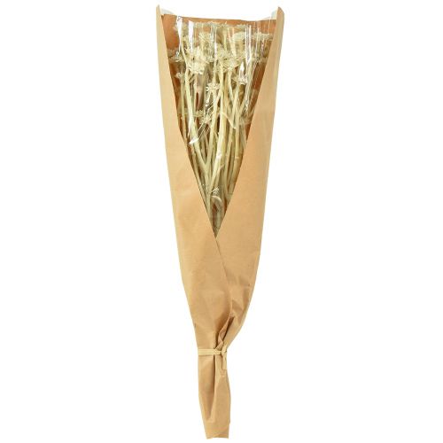 Artículo Hierba de curry artificial blanco beige L28cm 12 piezas 1 manojo