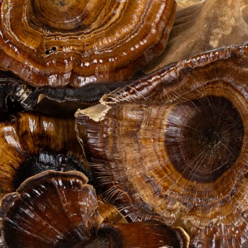 Artículo Hongo Kalix Barnizado Natural 100 uds