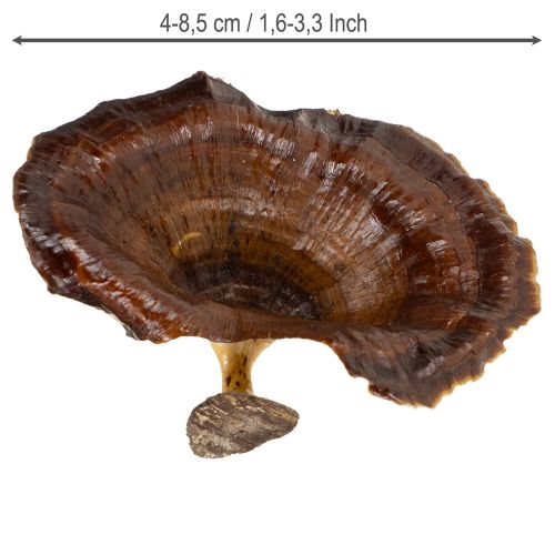 Artículo Hongo Kalix Barnizado Natural 100 uds