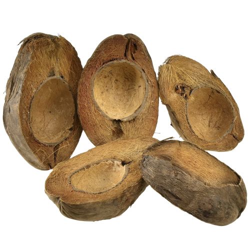 Floristik24 Coco como macetero macetero natural 20cm 5uds
