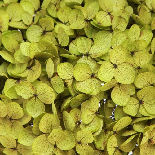 Floristik24 Hortensia preservada grande en verde Ø20cm L50–60cm