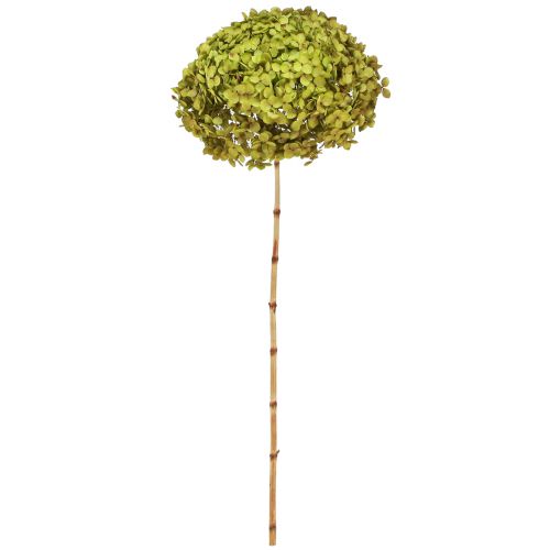 Floristik24 Hortensia preservada grande en verde Ø20cm L50–60cm
