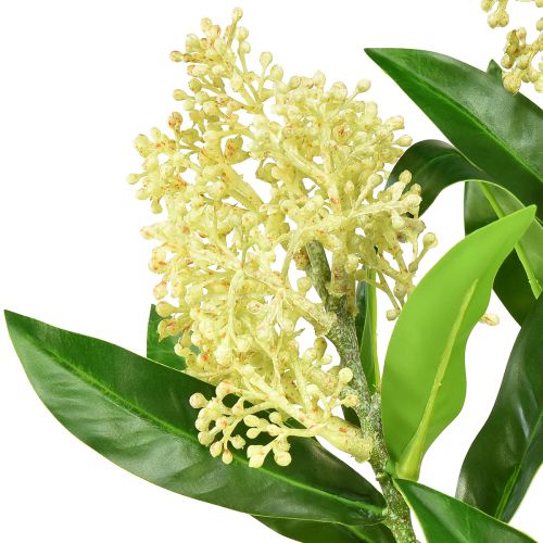 Artículo Flores artificiales crema Skimmia japonica Skimmie 45cm 2ud
