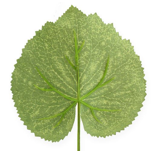 Floristik24 Planta decorativa hojas Galax W10cm L22cm 24pcs