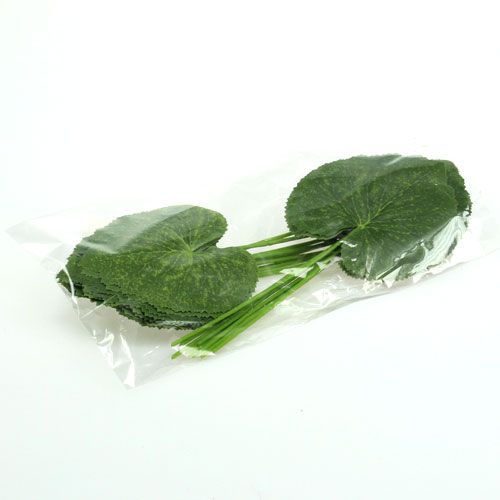 Floristik24 Planta decorativa hojas Galax W10cm L22cm 24pcs