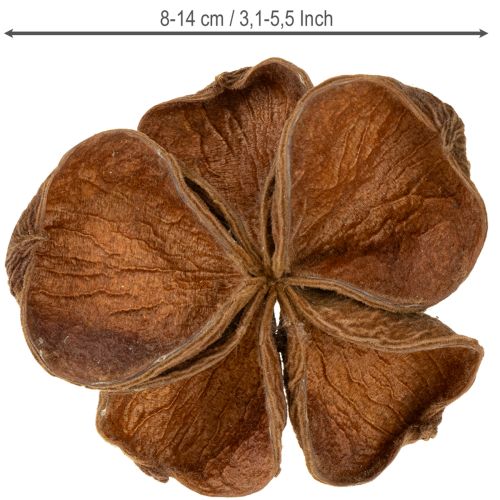 Artículo Loto de tierra Nature 50 piezas