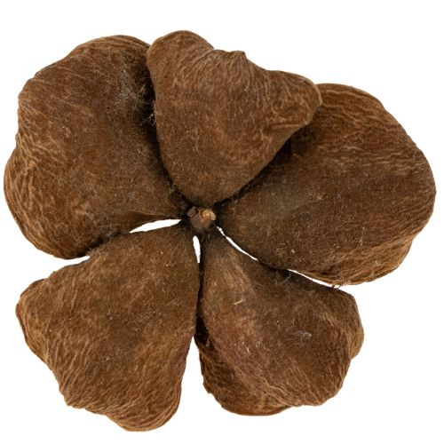 Artículo Loto de tierra Nature 50 piezas