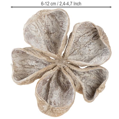 Loto blanco lavado 6-12 cm 50 piezas | Floristik24.es
