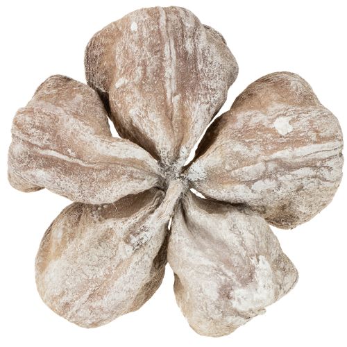 Loto blanco lavado 6-12 cm 50 piezas | Floristik24.es