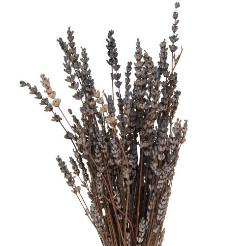 Floristik24 Flores secas aromáticas secas de lavanda 35-40cm 50g