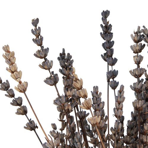 Artículo Flores secas aromáticas secas de lavanda 35-40cm 50g
