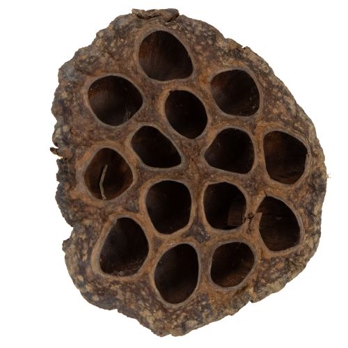 Artículo Bulbo de loto grande 100 piezas natural