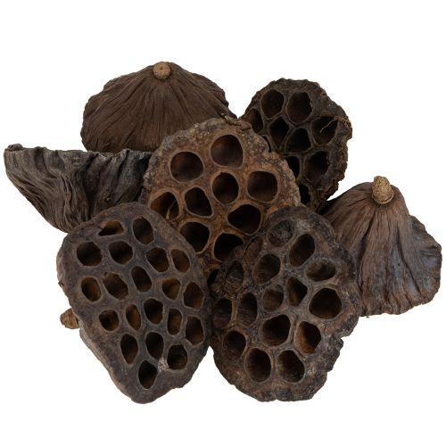 Artículo Bulbo de loto grande 100 piezas natural