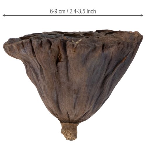 Artículo Bulbo de loto grande 100 piezas natural