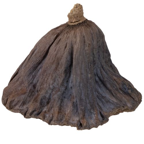 Artículo Bulbo de loto grande 100 piezas natural