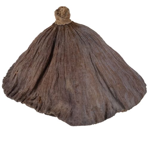 Artículo Bulbo de loto pequeño 100 uds. natural