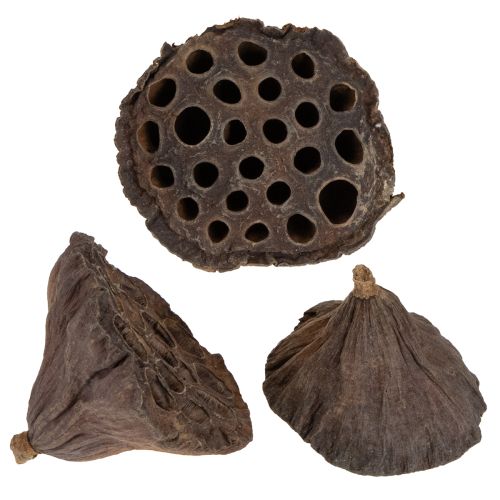 Floristik24 Pistón de loto mediano 100 piezas natural