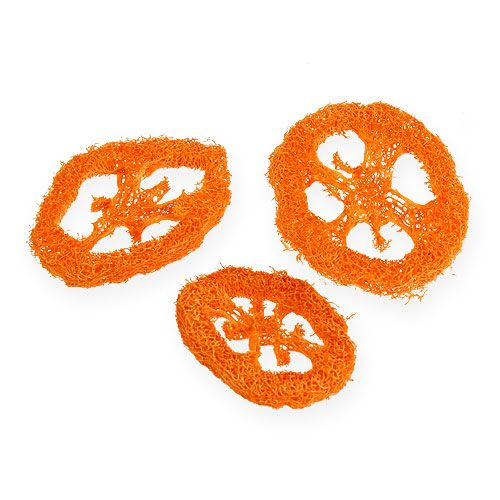 Floristik24 Luffa rodajas naranja 25uds