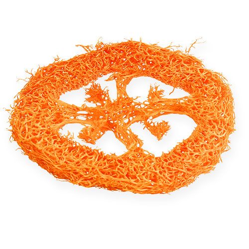 Floristik24 Luffa rodajas naranja 25uds
