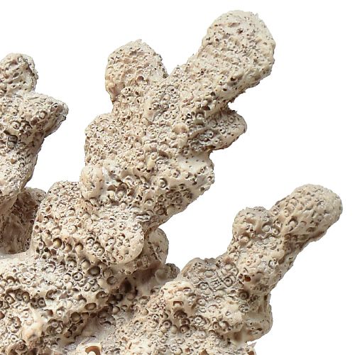 Floristik24 Decoración detallada de coral de poliresina en color gris - 26 cm - Elegancia marítima para tu hogar