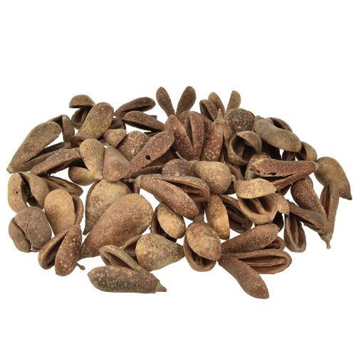 Floristik24 Mike Fruit Natural Materials Bagon Fruit Natural 8cm 50uds