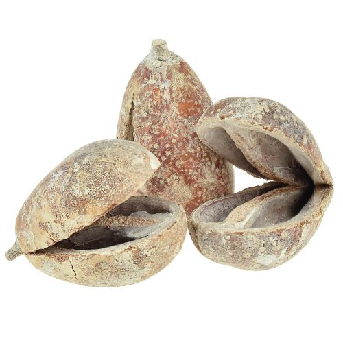 Floristik24 Mike Fruit exóticos secos blanqueados 4-6cm 50uds