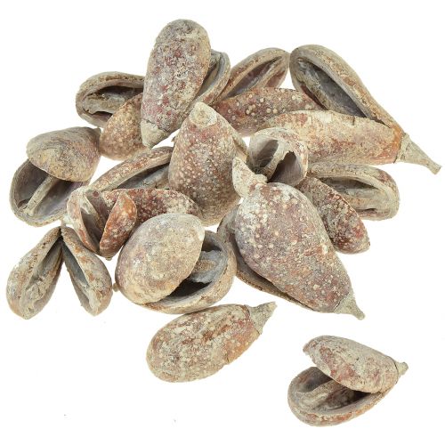 Artículo Mike Fruit exóticos secos blanqueados 4-6cm 50uds