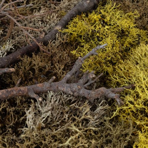 Artículo Cuadro de musgo, cuadro de musgo real con marco, conservado, 40×30 cm