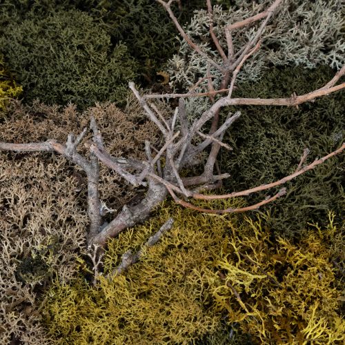 Artículo Cuadro de musgo, musgo y ramitas reales preservados, natural, 60×40 cm