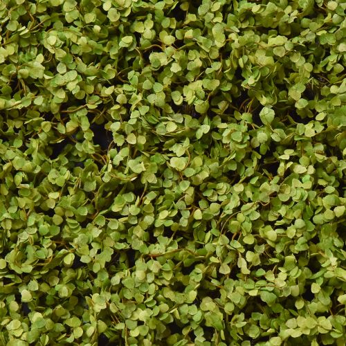 Artículo Alfombra de musgo musgo artificial para cuadro de musgo verde 100×50cm