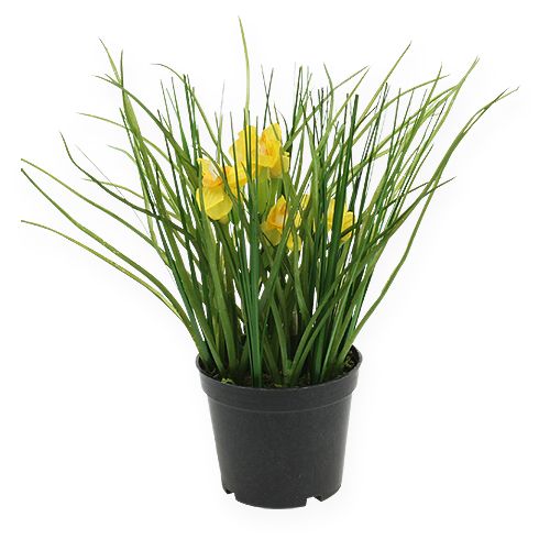 Floristik24 Campanas de Pascua con hierba en maceta 25cm