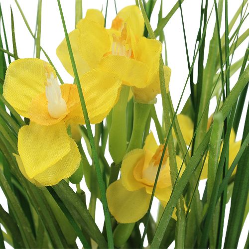 Floristik24 Campanas de Pascua con hierba en maceta 25cm