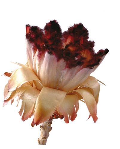 Floristik24 Cogollo Nerifolia 250 uds.