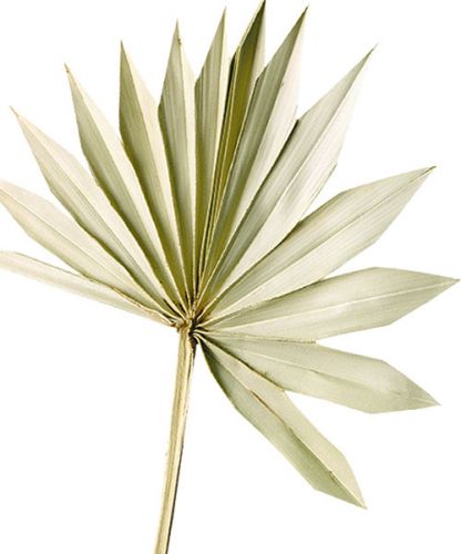 Artículo Palmspear Sun Natur Hoja de palma seca Naturdeko 30St