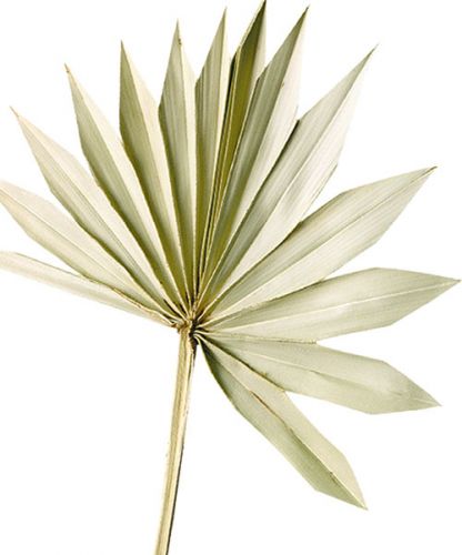 Artículo Palmspear Sun Natural Hoja de Palma Seca Decoración Natural 30 piezas