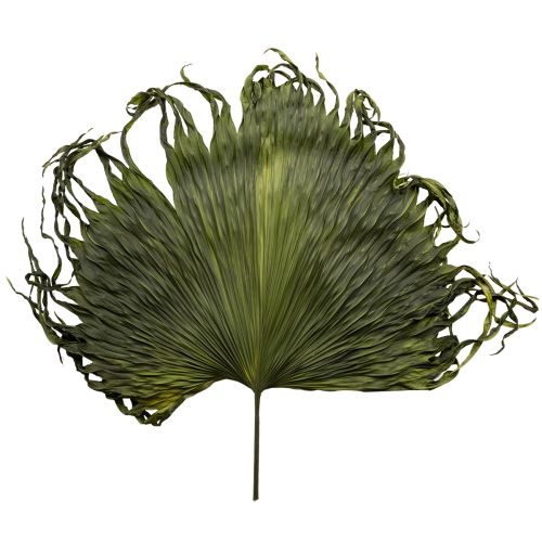 Hojas de palma secas decoración Saribus verde 45cm 5 uds