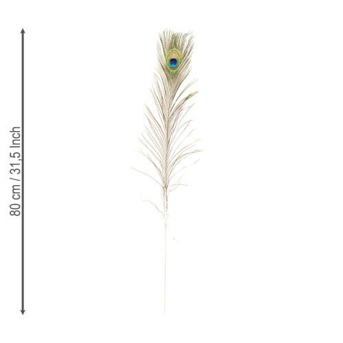 Artículo Plumas de pavo real decorativas, plumas de ave reales, largo 75-85 cm, 8 piezas