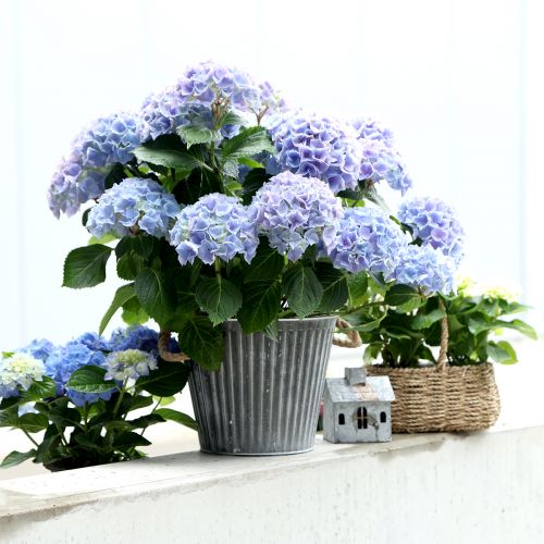 Artículo Macetero, macetero decorativo con asas, macetero metálico para plantar Ø25,5cm
