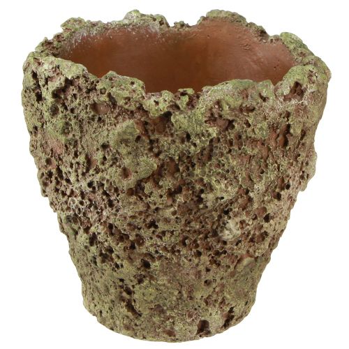 Artículo Macetero macetero rústico aspecto musgo Ø17cm H16,5cm 4ud