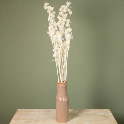 Artículo Physalis seca, flor de farolillo chino blanqueada, nicandra decorativa, 75-80 cm, 100 g