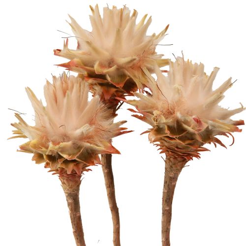 Floristik24 Leucospermum Plumosum Árbol de Plata Flores Luz 25uds