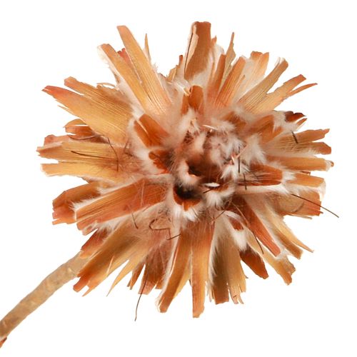 Floristik24 Leucospermum Plumosum Árbol de Plata Flores Luz 25uds