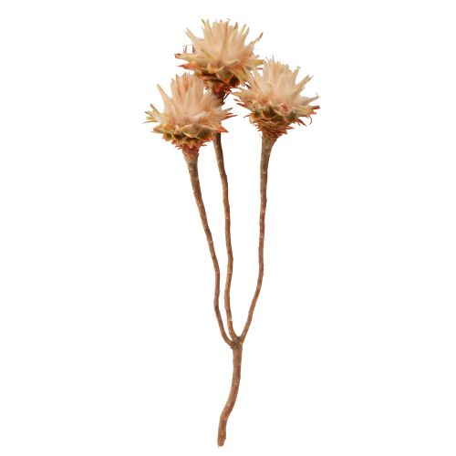 Floristik24 Leucospermum Plumosum Árbol de Plata Flores Luz 25uds